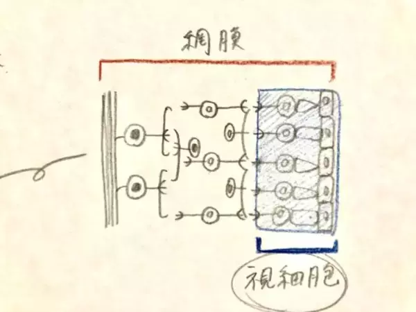 「世界初の移植手術で、目が見えるようになる！？」の画像