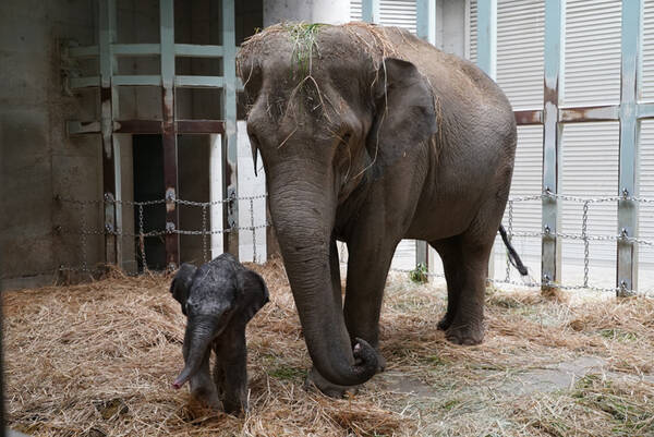 上野動物園でゾウの赤ちゃん誕生 これからの動物園へ 大きな一歩 年11月11日 エキサイトニュース