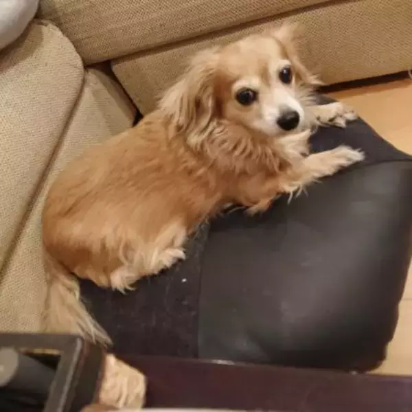 「カンニング竹山、夫婦の仲を気遣ってくれる愛犬に感謝」の画像