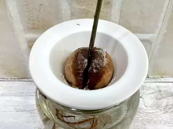 「失敗しないアボカド選び　絶品レシピ、観葉植物も」の画像