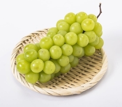 人気のシャインマスカット　国内では拡大　輸出には高い壁