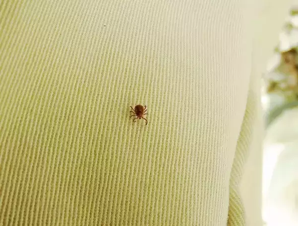 SFTS感染拡大　マダニはどこまで来ている？