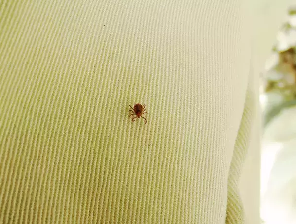 「SFTS感染拡大　マダニはどこまで来ている？」の画像