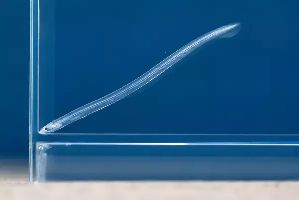 「完全養殖ウナギ　謎に挑んだ40年！」の画像