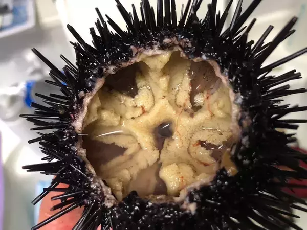 「海の困りものが資源へ　広がる利活用の取り組み」の画像