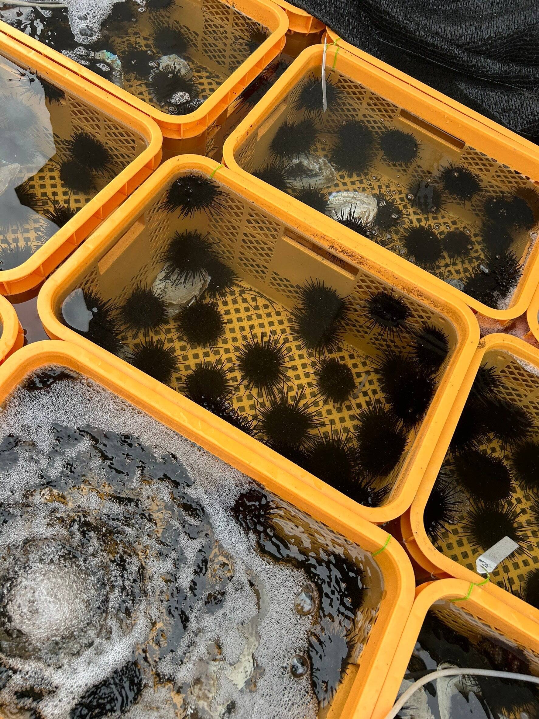 海の困りものが資源へ　広がる利活用の取り組み