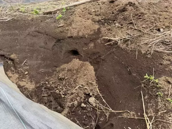 「東京の畑でネズミが急増？　農家を悩ます食害の実態」の画像