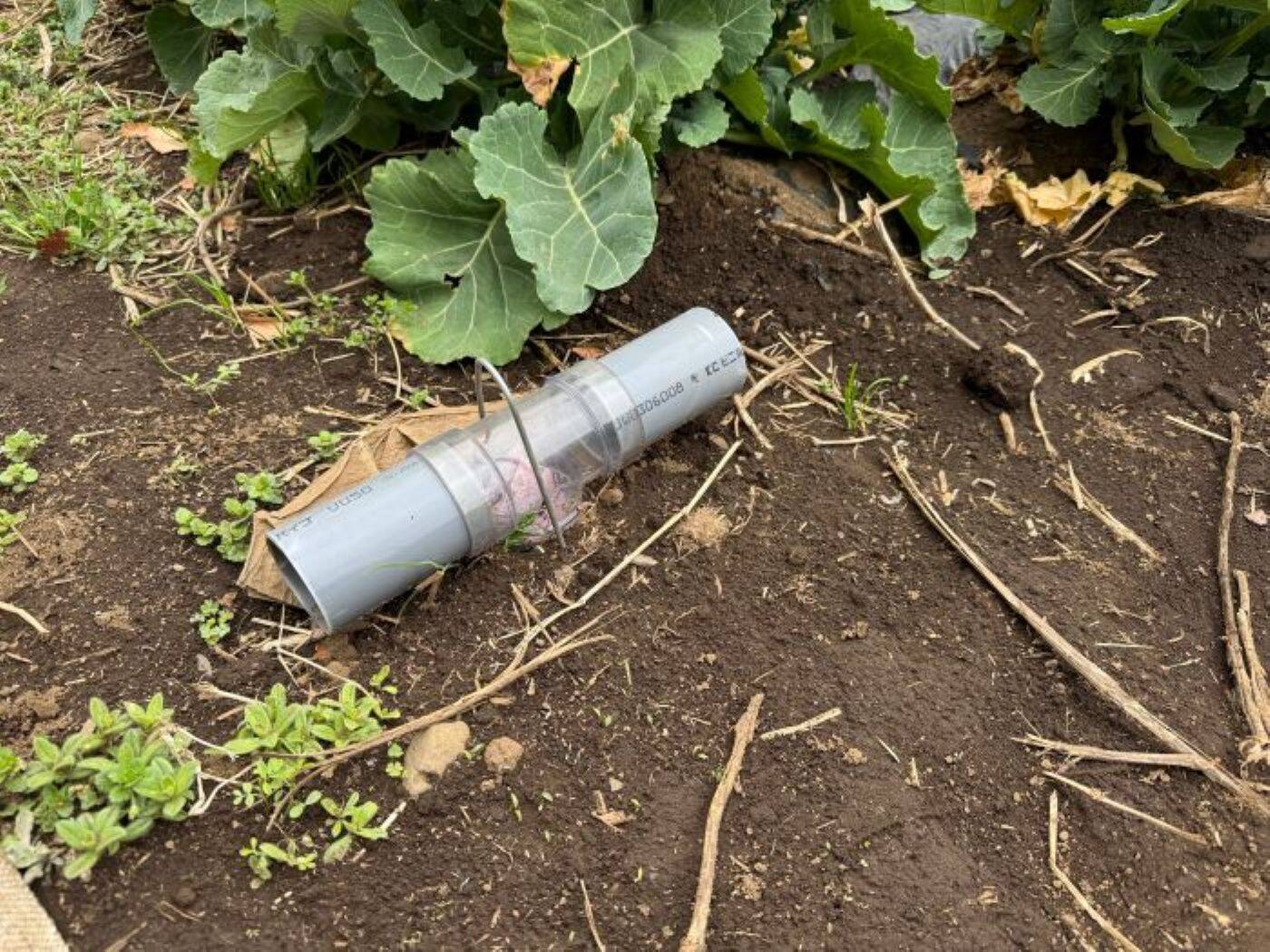 東京の畑でネズミが急増？　農家を悩ます食害の実態