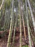 「放置竹林を食べて減らす　町田市の給食に入った竹」の画像3