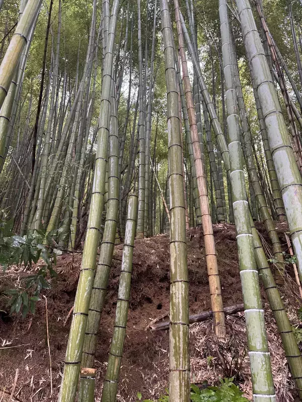 「放置竹林を食べて減らす　町田市の給食に入った竹」の画像