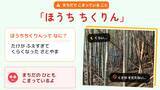「放置竹林を食べて減らす　町田市の給食に入った竹」の画像5