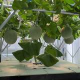 「育て方を変える挑戦　農業の新しい選択肢」の画像2