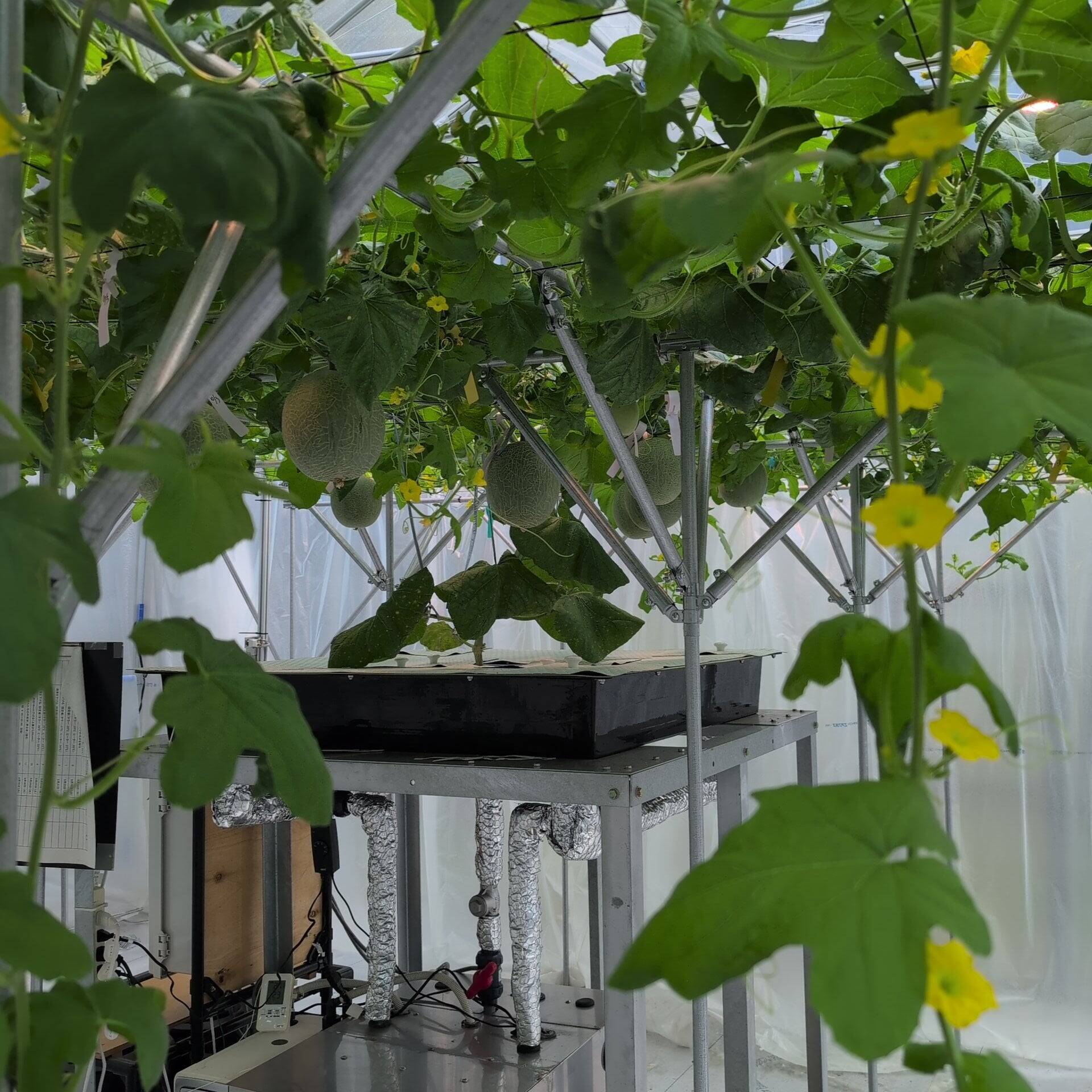 育て方を変える挑戦　農業の新しい選択肢