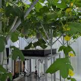 「育て方を変える挑戦　農業の新しい選択肢」の画像3