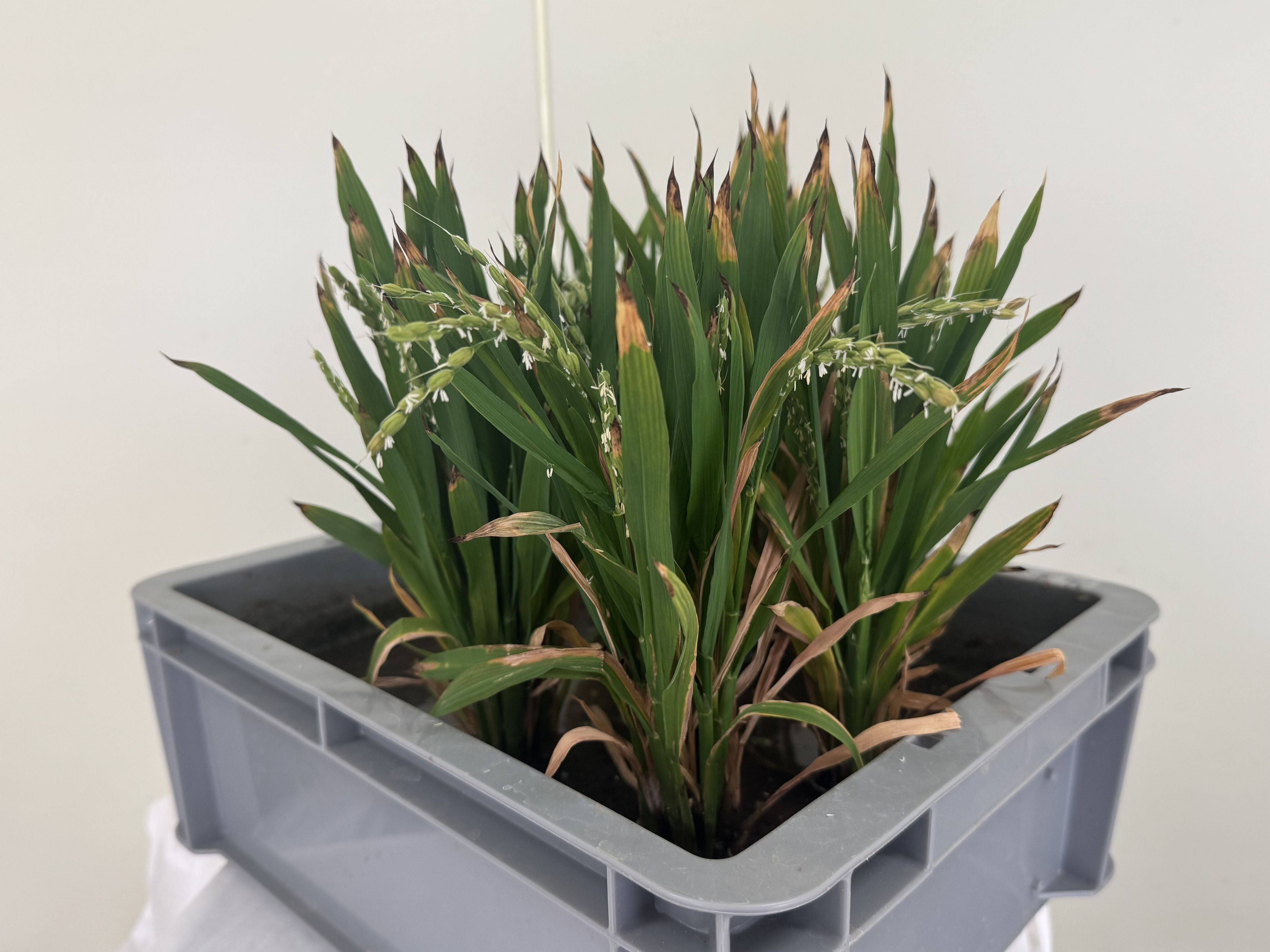 育て方を変える挑戦　農業の新しい選択肢