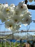 「市川の梨を花から支える　梨農家を救うボランティア”梨花隊”」の画像3