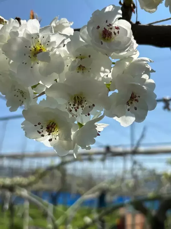 「市川の梨を花から支える　梨農家を救うボランティア”梨花隊”」の画像