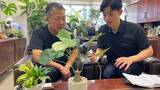 「夏こそ始めどきの観葉植物！オザキフラワーパークが凄すぎた！」の画像2