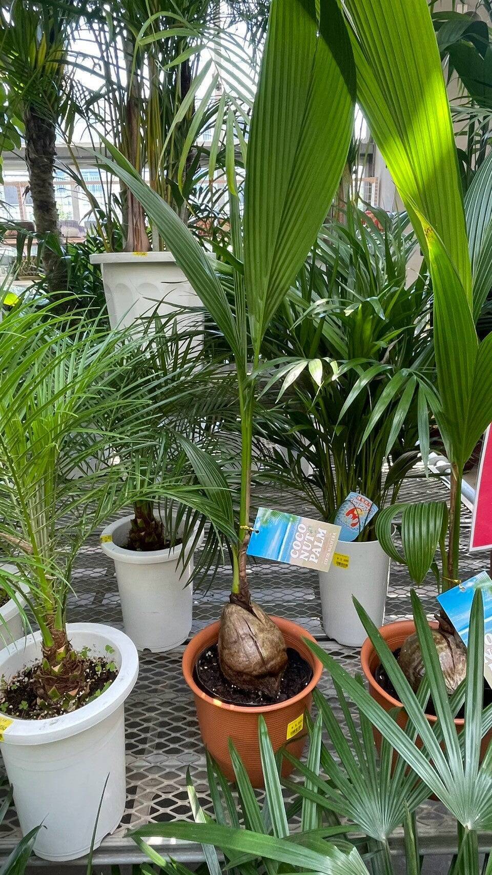 夏こそ始めどきの観葉植物！オザキフラワーパークが凄すぎた！