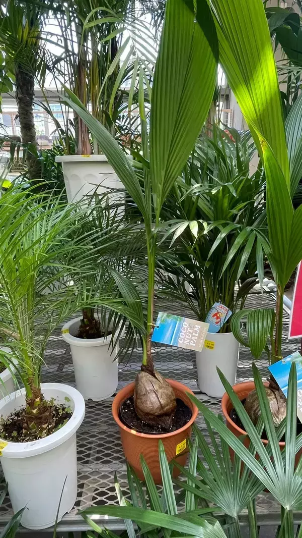 「夏こそ始めどきの観葉植物！オザキフラワーパークが凄すぎた！」の画像