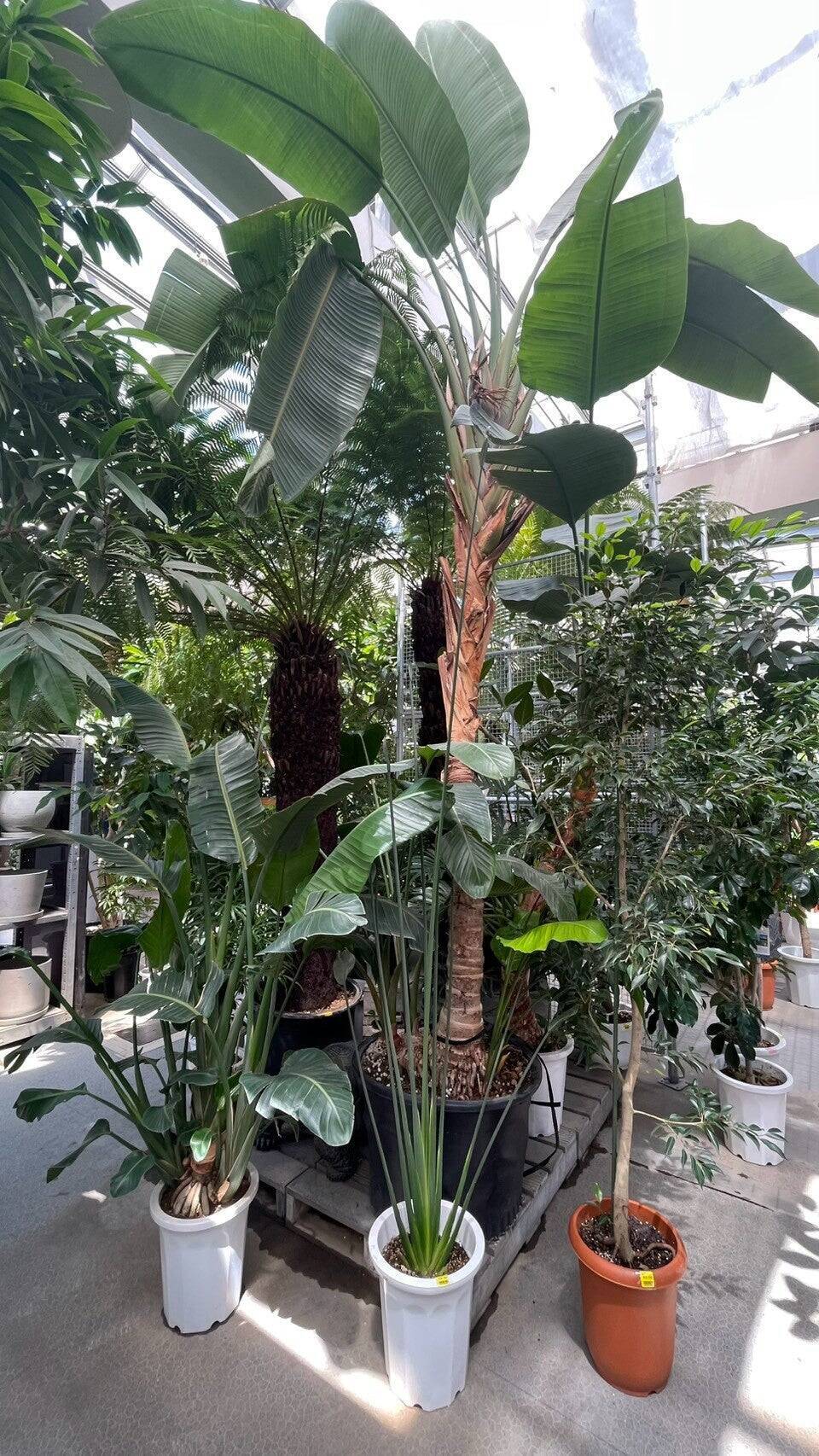 夏こそ始めどきの観葉植物！オザキフラワーパークが凄すぎた！