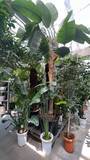 「夏こそ始めどきの観葉植物！オザキフラワーパークが凄すぎた！」の画像4
