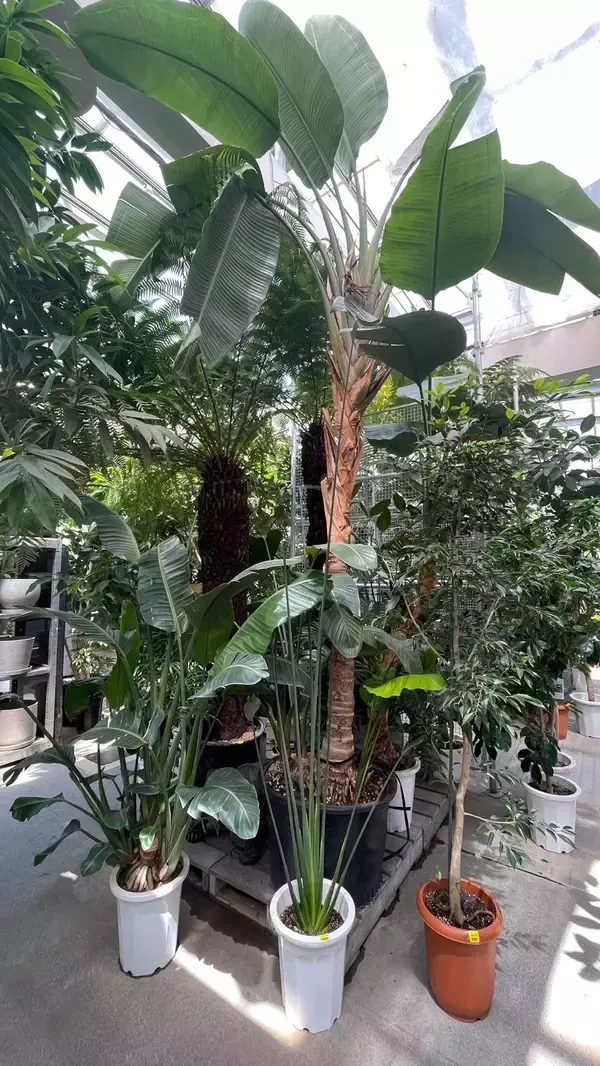 「夏こそ始めどきの観葉植物！オザキフラワーパークが凄すぎた！」の画像