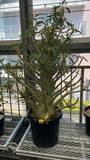 「夏こそ始めどきの観葉植物！オザキフラワーパークが凄すぎた！」の画像5