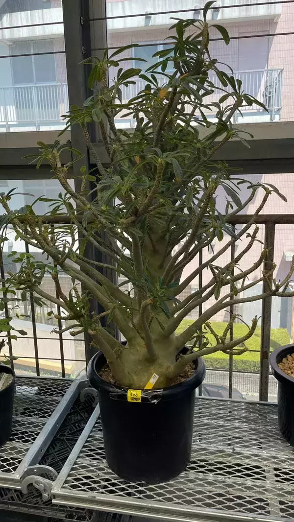 「夏こそ始めどきの観葉植物！オザキフラワーパークが凄すぎた！」の画像