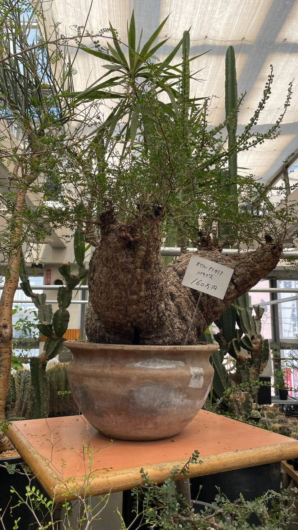 夏こそ始めどきの観葉植物！オザキフラワーパークが凄すぎた！