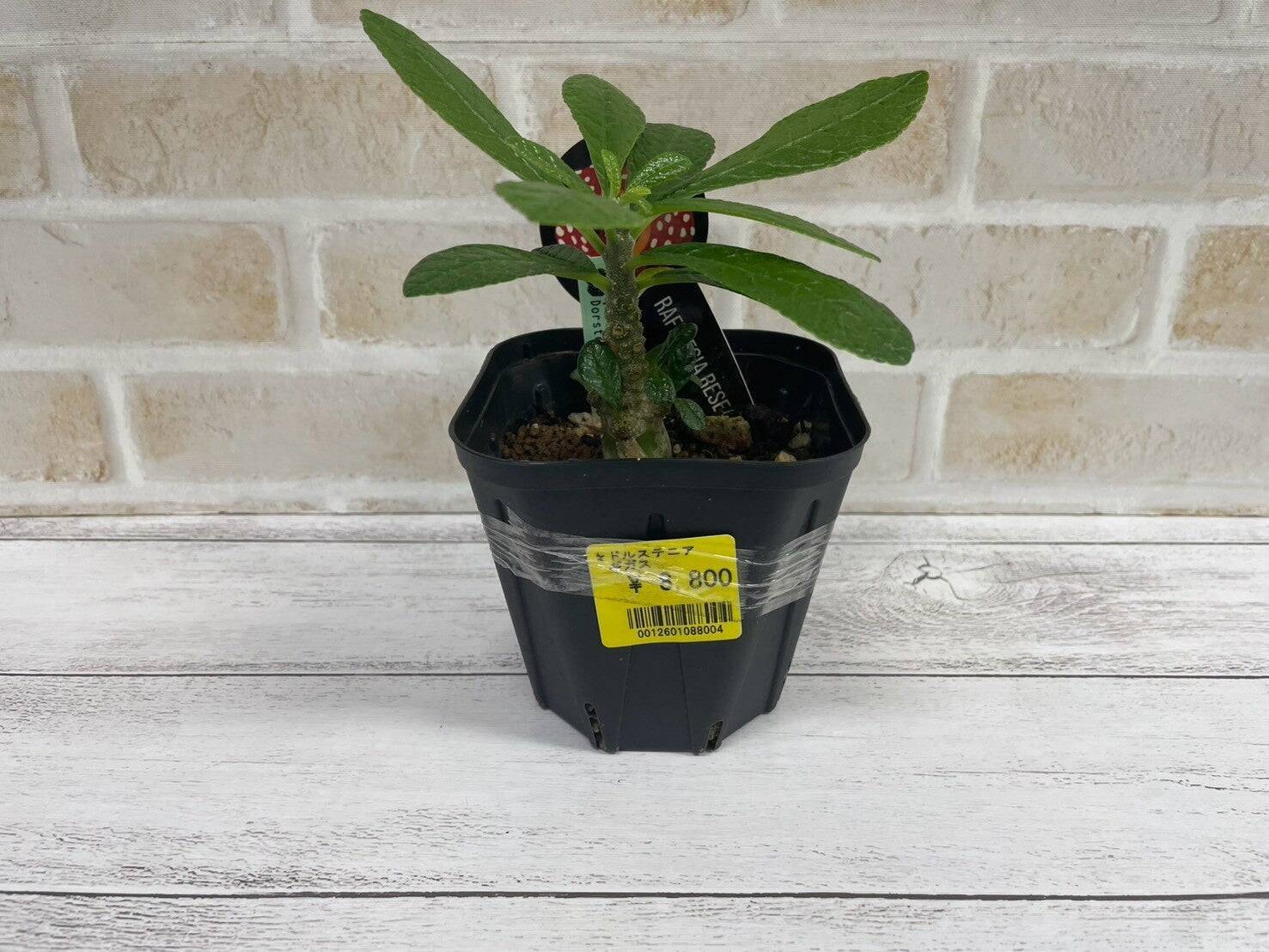 夏こそ始めどきの観葉植物！オザキフラワーパークが凄すぎた！