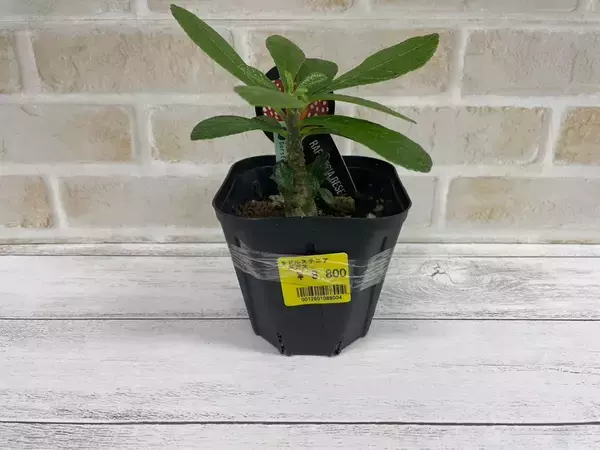 「夏こそ始めどきの観葉植物！オザキフラワーパークが凄すぎた！」の画像