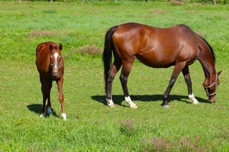インド人急増の町　競走馬産地を支える新たな担い手