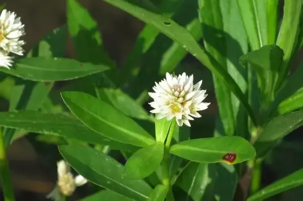 史上最悪の侵略植物！刈り取った後も厄介！
