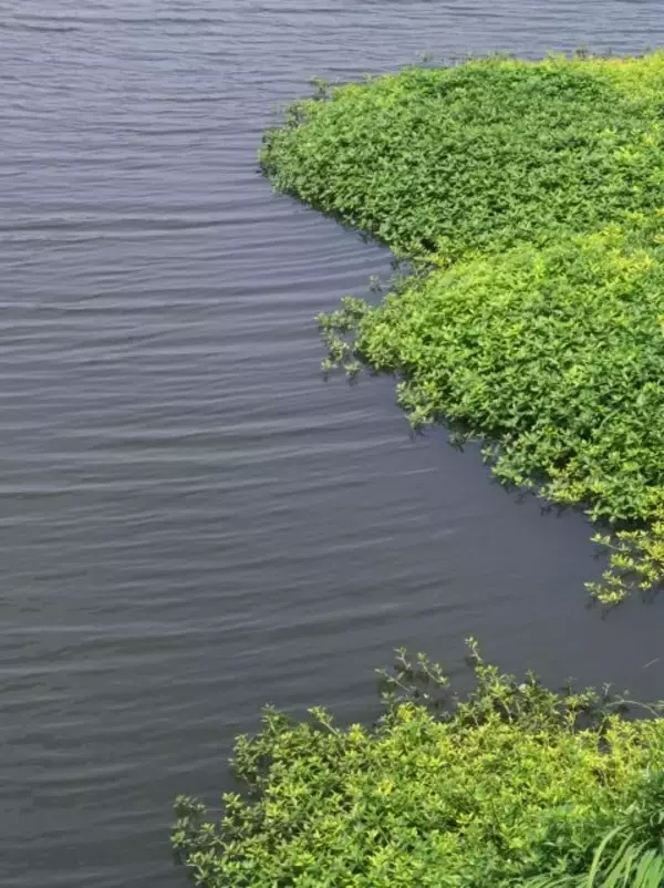 「史上最悪の侵略植物！刈り取った後も厄介！」の画像