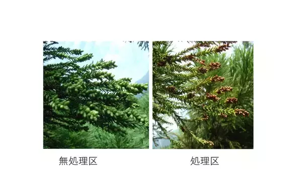 「スギ花粉の苦しみからついに解放？花粉飛散防止薬の散布実験！」の画像