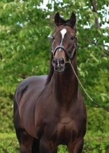 キタサンブラック 有り得ないところからキックが飛んでくる？ たてがみをシャンプーされるとすぐにトロン【もうひとつの引退馬伝説】