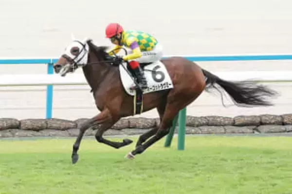 【阪神JF】2戦2勝のマーゴットラヴミー 武豊との新コンビで2歳女王の座を虎視眈々