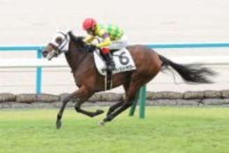 【阪神JF】2戦2勝のマーゴットラヴミー 武豊との新コンビで2歳女王の座を虎視眈々