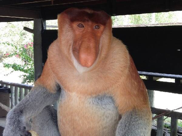 マレーシア オラウータンや野生のサルに会いに行く サンダカン 15年11月日 エキサイトニュース