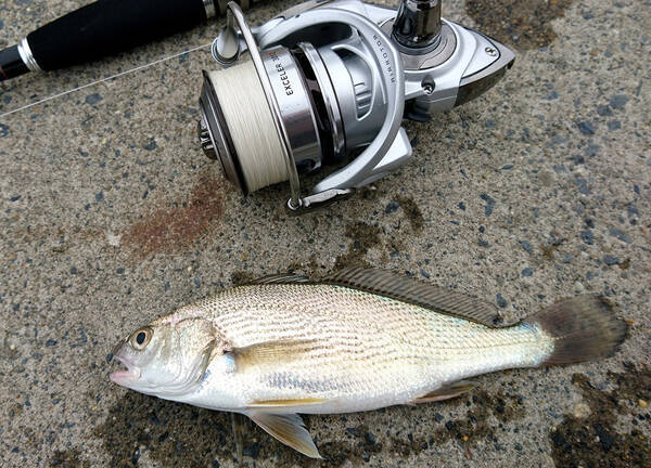 日本の水辺をぶらり釣り歩き8 関東の東端 銚子の海でイシモチと遊ぶ 22年8月日 エキサイトニュース 日本の水辺をぶらり釣り歩き8 関東の東端 銚子の海でイシモチと遊ぶ 22年8月日 エキサイトニュース