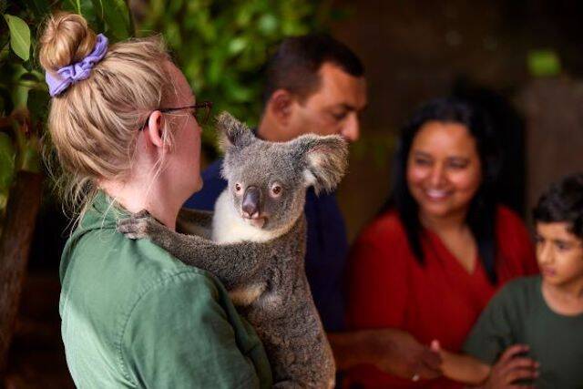 【オーストラリア・ケアンズの人気スポット3選】コアラを抱っこ・熱気球からの絶景・世界遺産のサンゴ礁ツアー