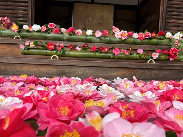 【京都・霊鑑寺 春の特別公開】通常非公開！100種類以上の椿が咲き誇る境内で庭園や書院を眺める