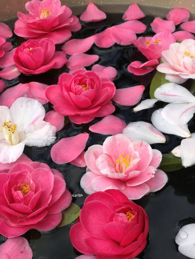 【京都・霊鑑寺 春の特別公開】通常非公開！100種類以上の椿が咲き誇る境内で庭園や書院を眺める