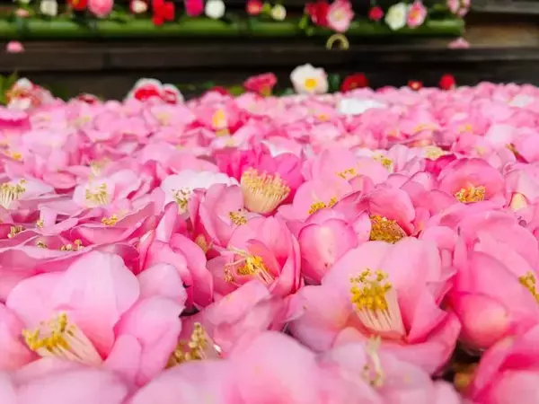 「【京都・霊鑑寺 春の特別公開】通常非公開！100種類以上の椿が咲き誇る境内で庭園や書院を眺める」の画像