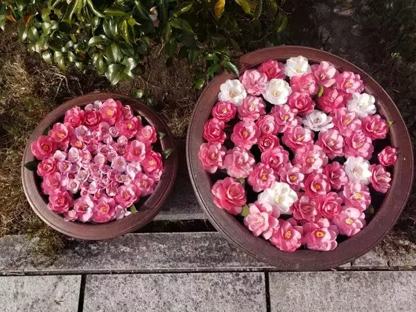 「【京都・霊鑑寺 春の特別公開】通常非公開！100種類以上の椿が咲き誇る境内で庭園や書院を眺める」の画像