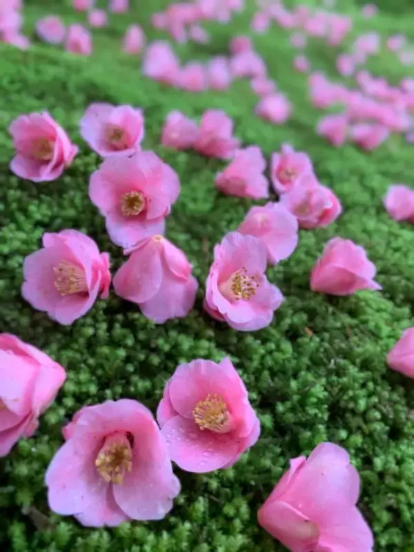 「【京都・霊鑑寺 春の特別公開】通常非公開！100種類以上の椿が咲き誇る境内で庭園や書院を眺める」の画像