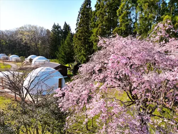 「【花粉・寒さゼロのお花見グランピングプラン】1日1棟限定！インドアお花見×夜桜BBQを満喫｜ブリリアントヴィレッジ日光」の画像