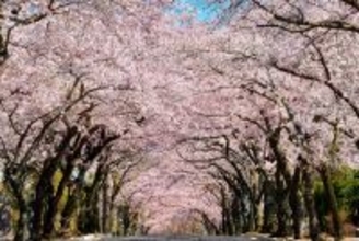 【伊東市で楽しむ桜の名所3選】松川遊歩道・伊豆高原桜並木・さくらの里でお花見を満喫！