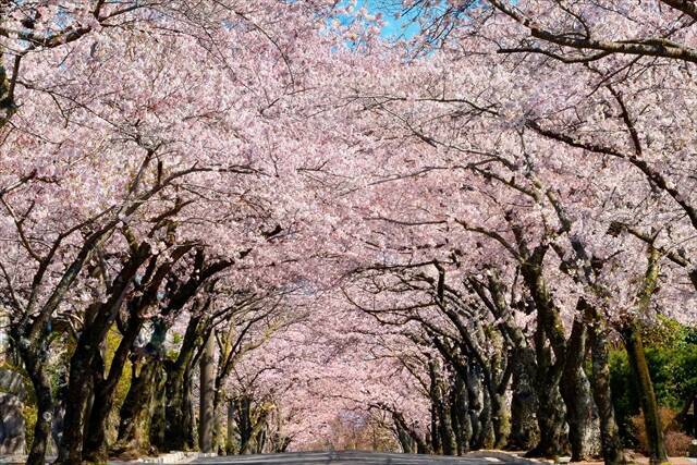 【伊東市で楽しむ桜の名所3選】松川遊歩道・伊豆高原桜並木・さくらの里でお花見を満喫！